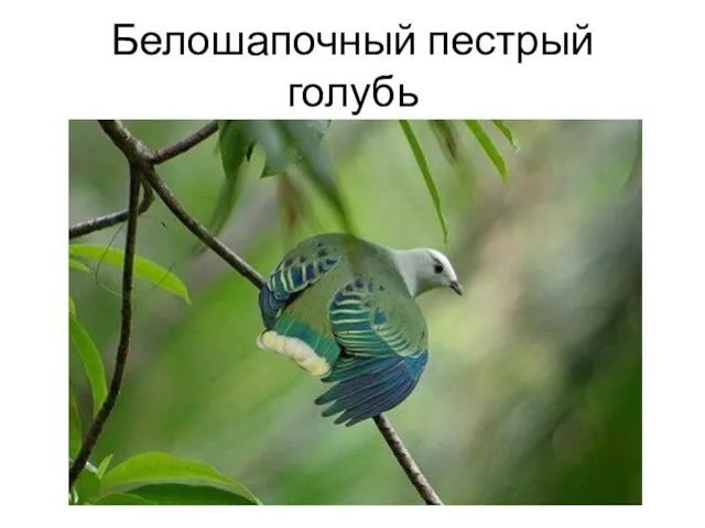Белошапочный пестрый голубь