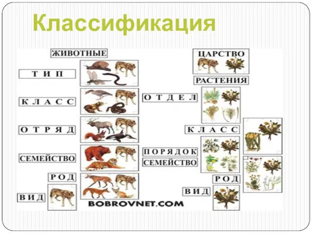 Классификация