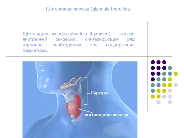 Щитовидная железа (glandula thyroidea) — железа внутренней секреции, синтезирующая ряд