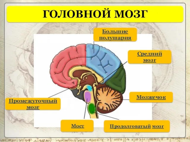 ГОЛОВНОЙ МОЗГ Большие полушария Мозжечок Продолговатый мозг Средний мозг Промежуточный мозг Мост