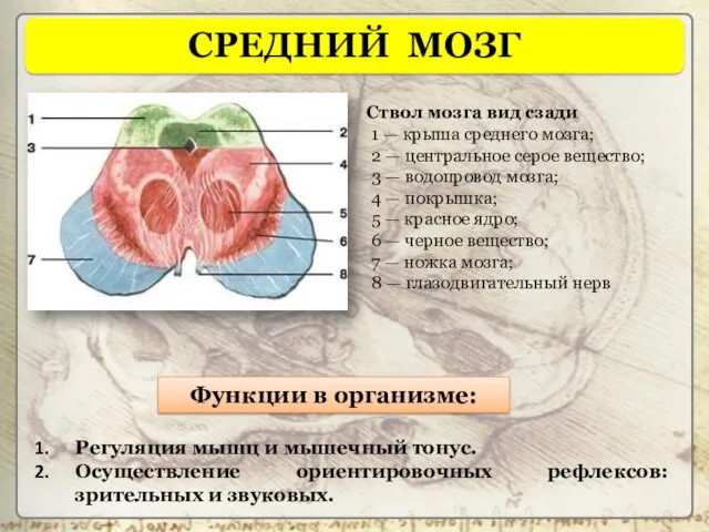 Ствол мозга вид сзади 1 — крыша среднего мозга; 2 — центральное серое