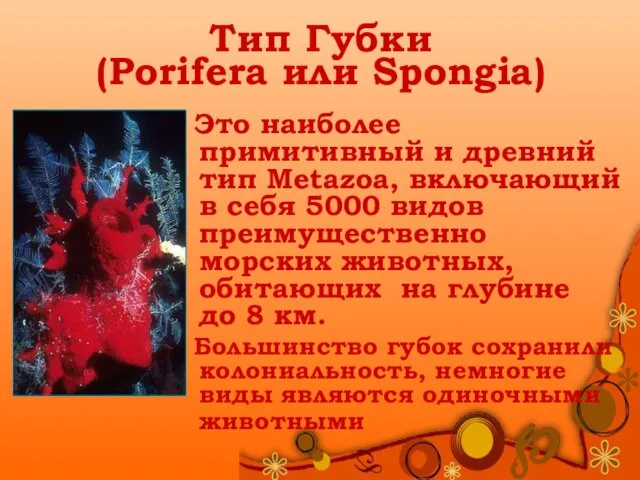 Тип Губки (Porifera или Spongia) Это наиболее примитивный и древний