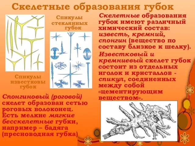 Скелетные образования губок имеют различный химический состав: известь, кремний, спонгин