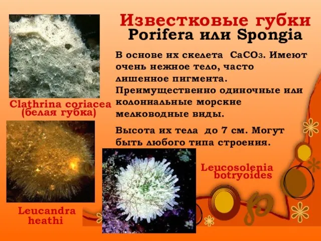 Известковые губки Porifera или Spongia Clathrina coriacea (белая губка) Leucandra heathi Leucosolenia botryoides