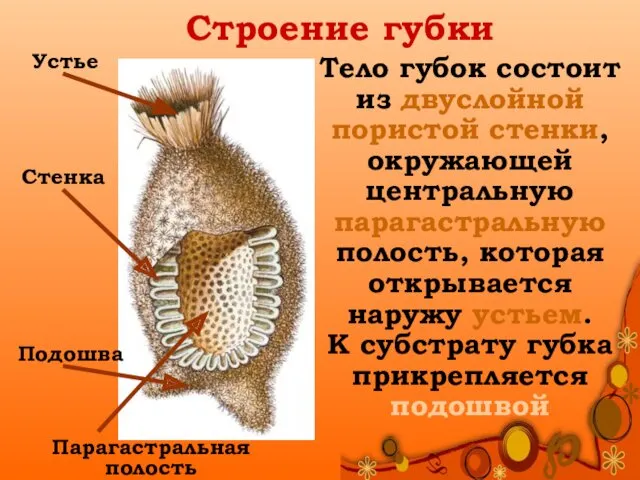 Строение губки Тело губок состоит из двуслойной пористой стенки, окружающей