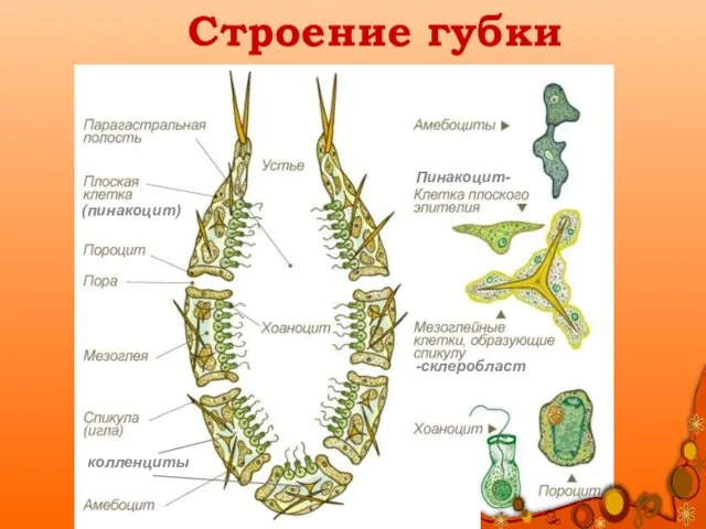 Строение губки (пинакоцит) Пинакоцит- колленциты -склеробласт