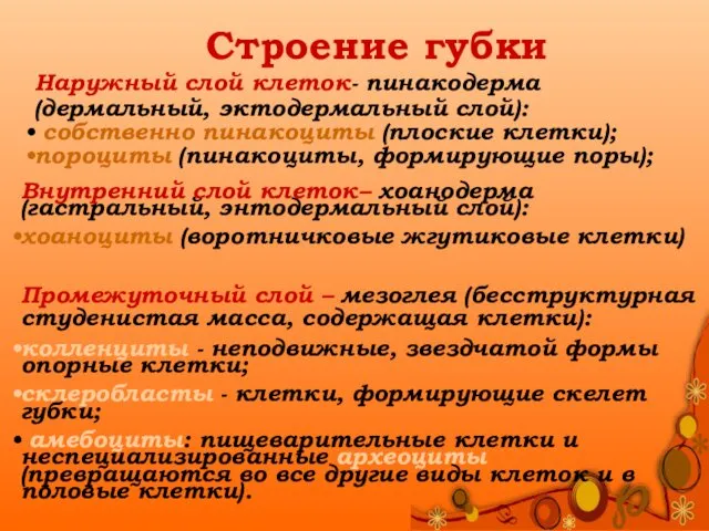 Строение губки Наружный слой клеток- пинакодерма (дермальный, эктодермальный слой): собственно