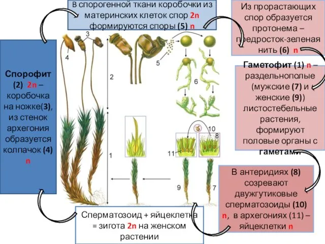 Гаметофит (1) n – раздельнополые (мужские (7) и женские (9)) листостебельные растения, формируют