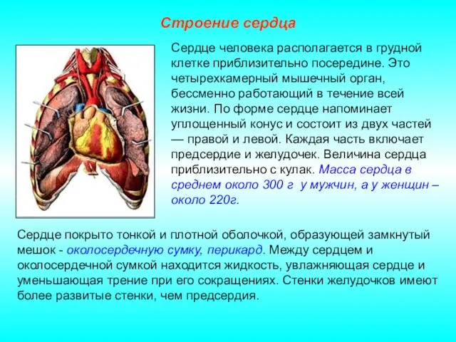 Строение сердца Сердце человека располагается в грудной клетке приблизительно посередине. Это четырехкамерный мышечный