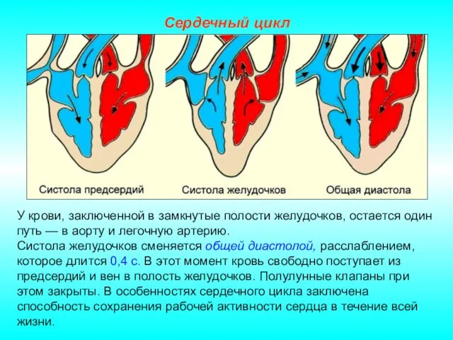 Сердечный цикл У крови, заключенной в замкнутые полости желудочков, остается один путь —