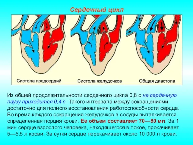 Сердечный цикл Из общей продолжительности сердечного цикла 0,8 с на сердечную паузу приходится