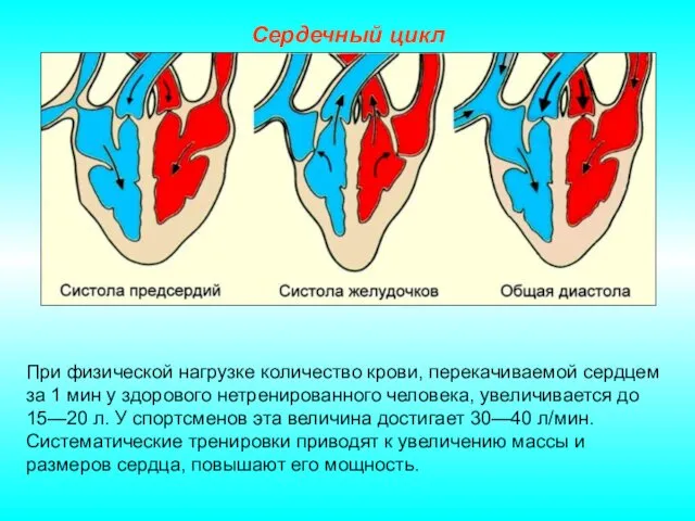 Сердечный цикл При физической нагрузке количество крови, перекачиваемой сердцем за