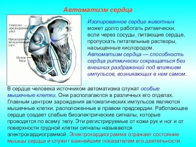 Автоматизм сердца В сердце человека источником автоматизма служат особые мышечные клетки. Они располагаются