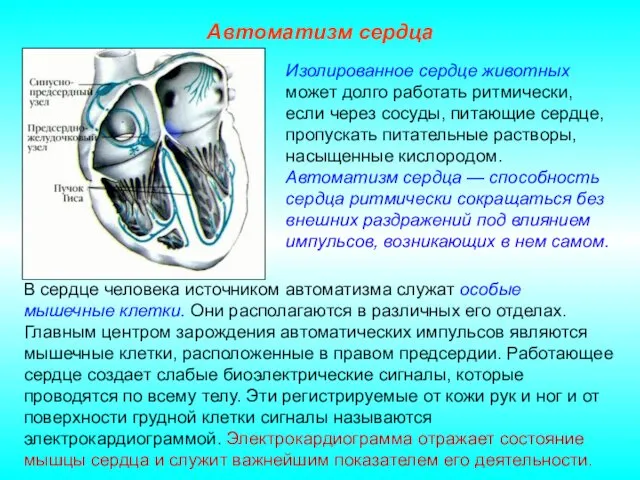 Автоматизм сердца В сердце человека источником автоматизма служат особые мышечные