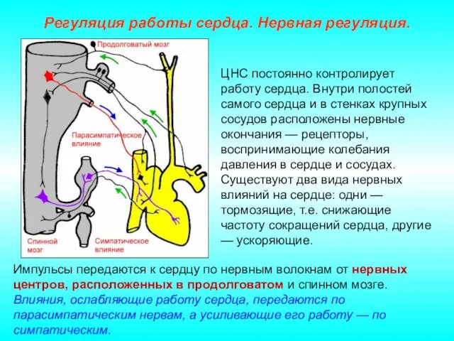 Регуляция работы сердца. Нервная регуляция. Импульсы передаются к сердцу по