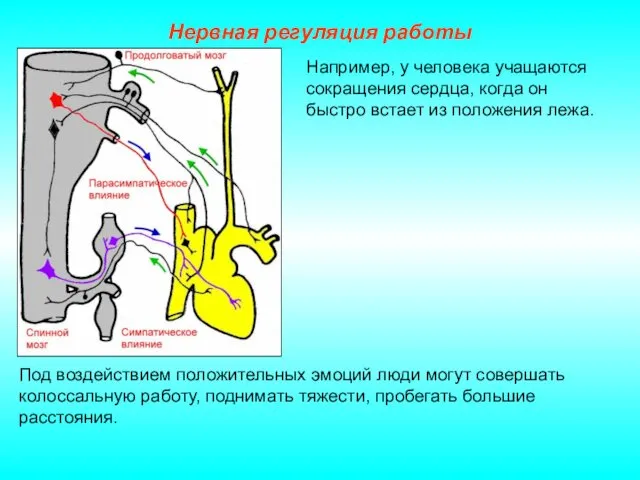 Нервная регуляция работы Под воздействием положительных эмоций люди могут совершать колоссальную работу, поднимать