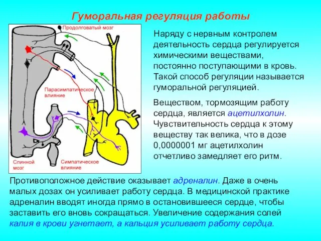 Гуморальная регуляция работы Противоположное действие оказывает адреналин. Даже в очень