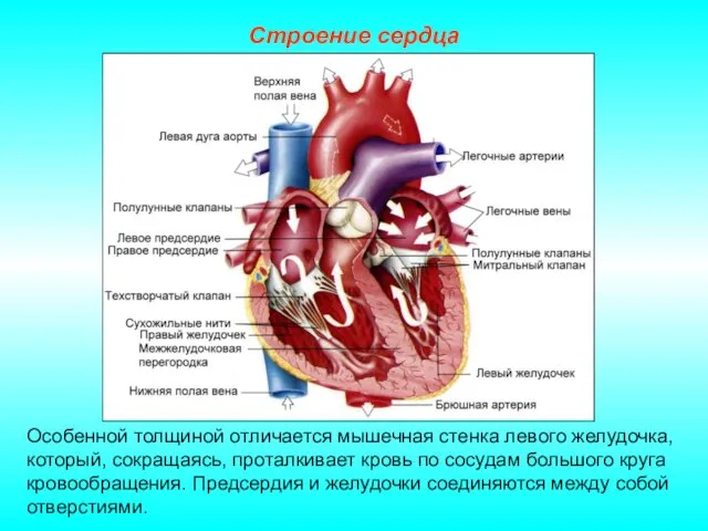 Строение сердца Особенной толщиной отличается мышечная стенка левого желудочка, который, сокращаясь, проталкивает кровь