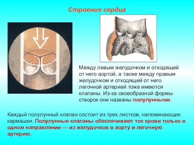 Строение сердца Каждый полулунный клапан состоит из трех листков, напоминающих кармашки. Полулунные клапаны