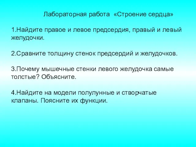 Лабораторная работа «Строение сердца» 1.Найдите правое и левое предсердия, правый и левый желудочки.