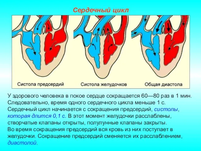 Сердечный цикл У здорового человека в покое сердце сокращается 60—80