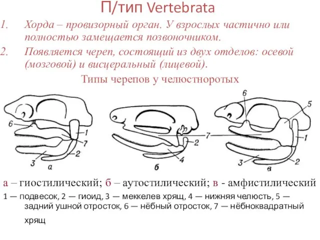 П/тип Vertebrata Хорда – провизорный орган. У взрослых частично или полностью замещается позвоночником.