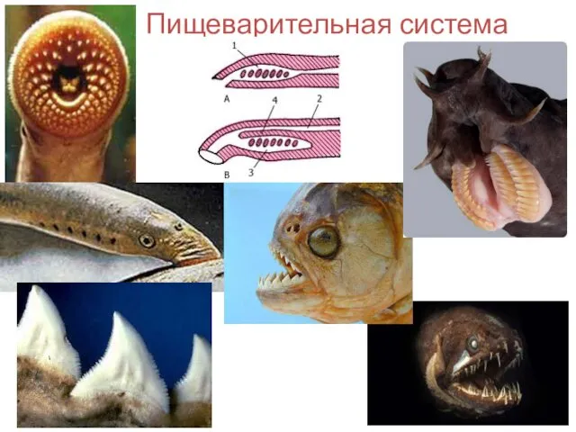 Пищеварительная система