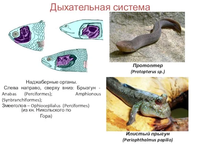 Дыхательная система Наджаберные органы. Слева направо, сверху вниз: Брызгун - Anabas (Perciformes); Amphionous