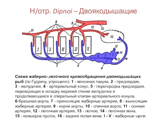 Н/отр. Dipnoi – Двоякодышащие Схема жаберно-.легочного кровообращения двоякодышащих рыб (по Гудричу, упрощено): 1