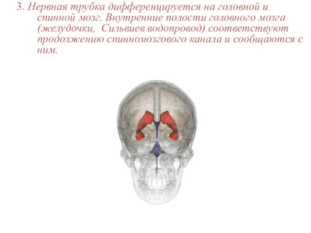 3. Нервная трубка дифференцируется на головной и спинной мозг. Внутренние полости головного мозга
