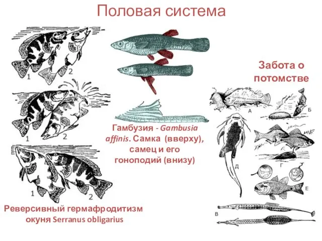 Половая система Реверсивный гермафродитизм окуня Serranus obligarius Гамбузия - Gambusia affinis. Самка (вверху),