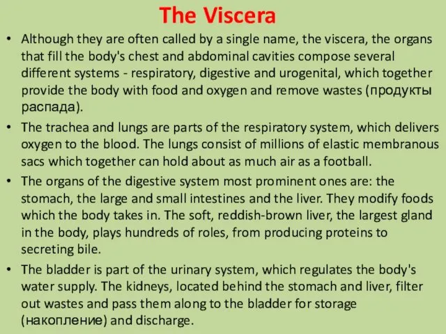 The Viscera Although they are often called by a single