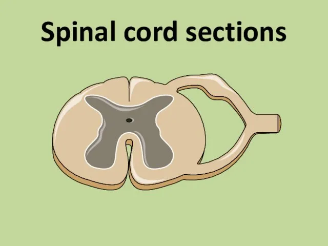 Spinal cord sections