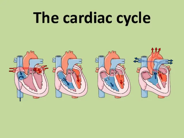 The cardiac cycle