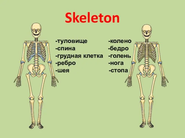 Skeleton -туловище -колено -спина -бедро -грудная клетка -голень -ребро -нога -шея -стопа