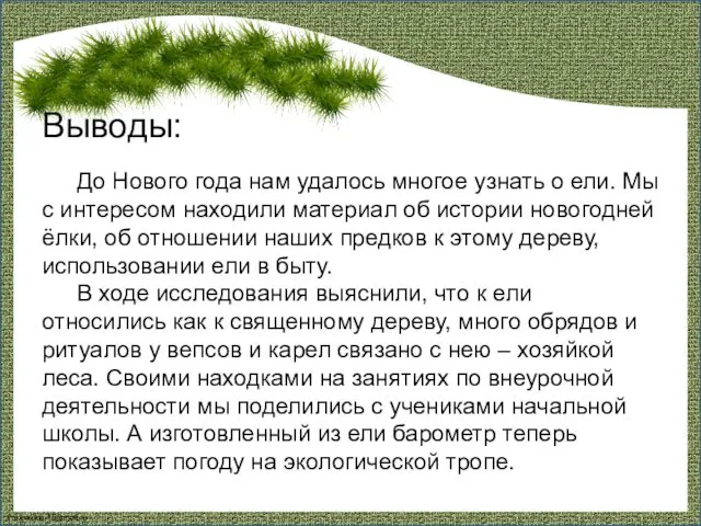 Выводы: До Нового года нам удалось многое узнать о ели.