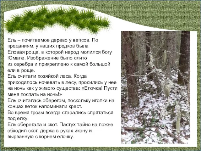 Ель – почитаемое дерево у вепсов. По преданиям, у наших предков была Еловая