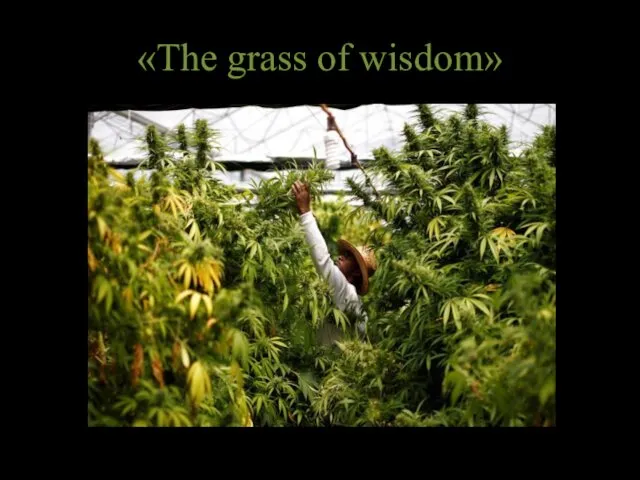 «The grass of wisdom»