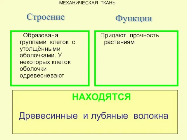 Придают прочность растениям Строение Образована группами клеток с утолщёнными оболочками.