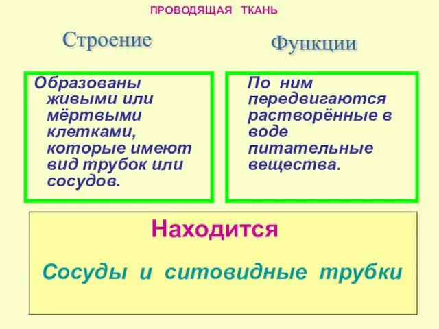 По ним передвигаются растворённые в воде питательные вещества. Строение Образованы