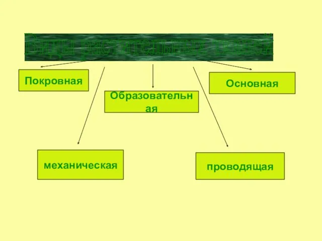 Виды растительных тканей Покровная Образовательная Основная механическая проводящая