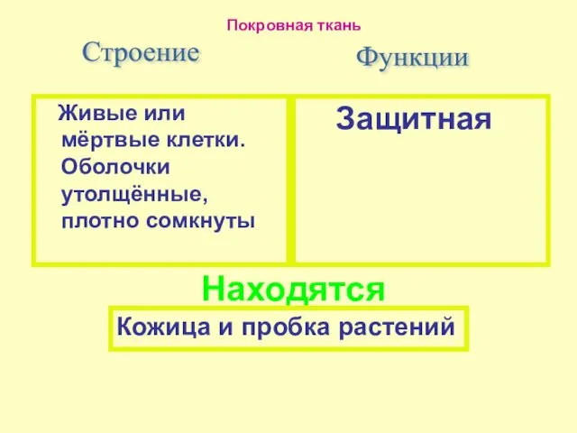 Защитная Строение Живые или мёртвые клетки. Оболочки утолщённые, плотно сомкнуты