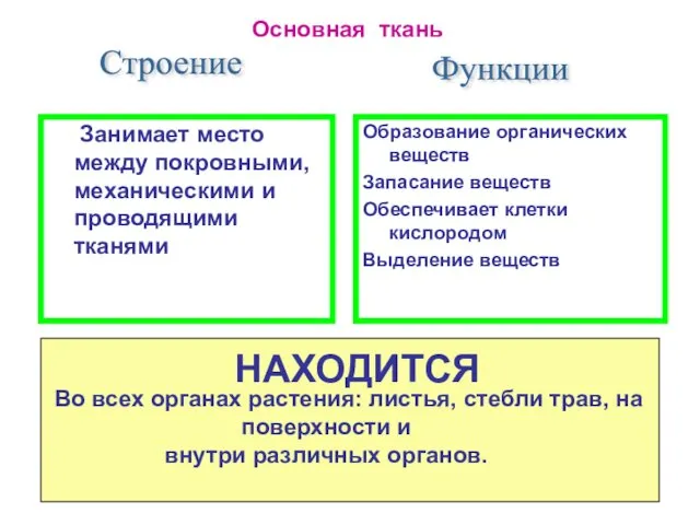 Образование органических веществ Запасание веществ Обеспечивает клетки кислородом Выделение веществ