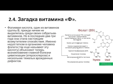 2.4. Загадка витамина «Ф». Фолиевая кислота, один из витаминов группы