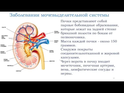 Заболевания мочевыделительной системы Почки представляют собой парные бобовидные образования, которые