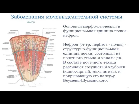 Заболевания мочевыделительной системы Основная морфологическая и функциональная единица почки –