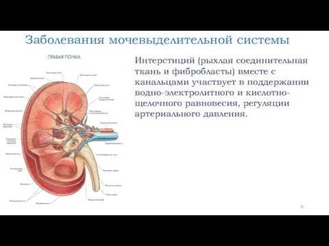 Заболевания мочевыделительной системы Интерстиций (рыхлая соединительная ткань и фибробласты) вместе с канальцами участвует