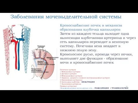 Заболевания мочевыделительной системы Кровоснабжение почек и механизм образования клубочка капилляров Затем из каждого