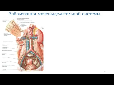 Заболевания мочевыделительной системы