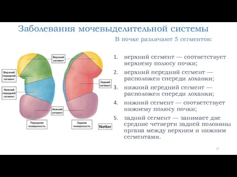 Заболевания мочевыделительной системы В почке различают 5 сегментов: верхний сегмент